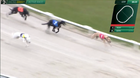 RacingDogs +