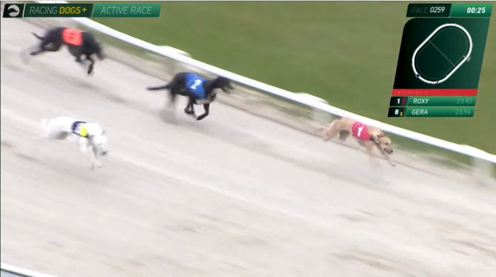 RacingDogs +