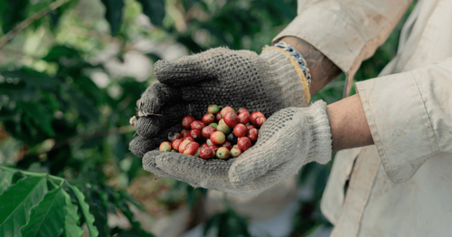 The Invisible Tax: Why the 'Cost of Time' in Green Sourcing is Eating Your Margins