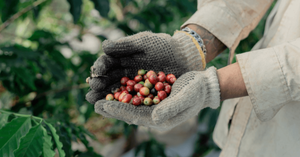 The Invisible Tax: Why the 'Cost of Time' in Green Sourcing is Eating Your Margins