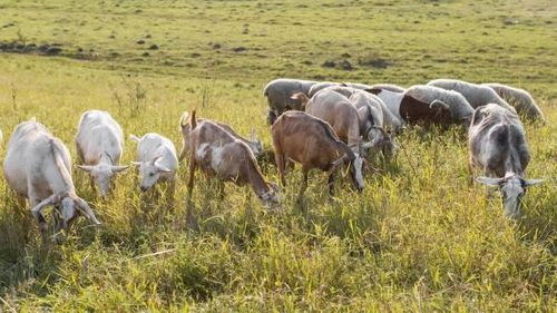 Livestock Zone