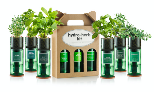 IV Terrariums Hydro Herb