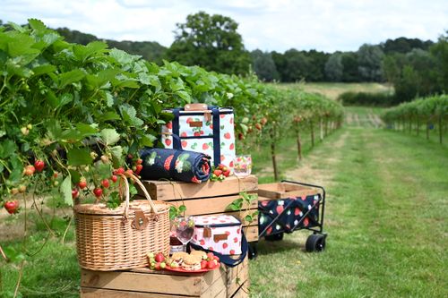 Summerhouse Strawberries & Cream