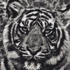 Indraa The Tiger Embroidered Art