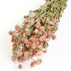 PASTEL PINK GOMPHRENA BUNCH