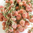 PASTEL PINK GOMPHRENA BUNCH