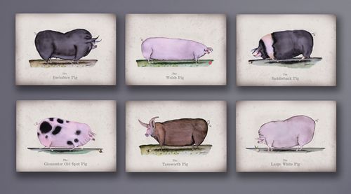 Fun Pig Prints and Cards
