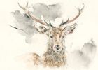 Andy Broderick greeting cards range