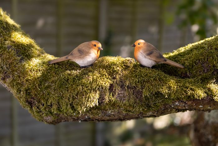 Animals and birds