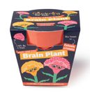 'Grow Something Different' Children's Growing Kits