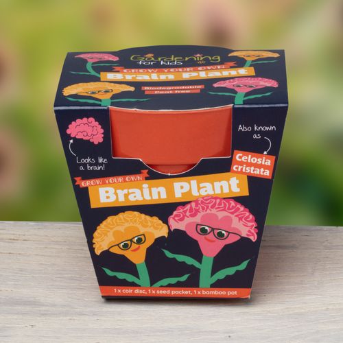 Grow Your Own Brain Plant