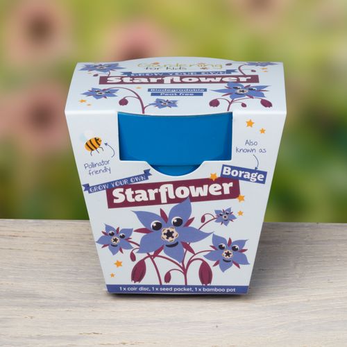 Grow Your Own Starflowers