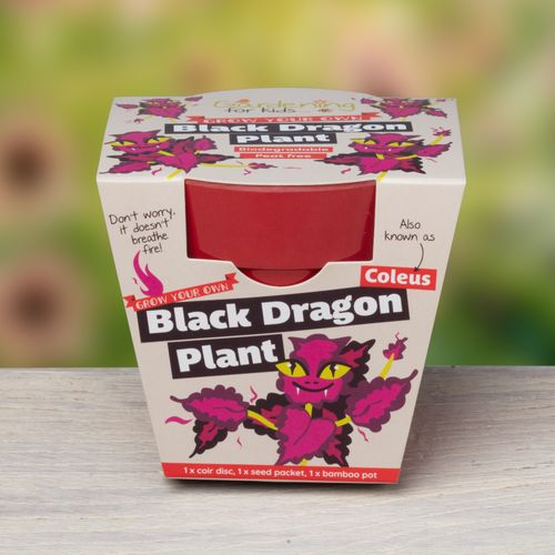 Grow Your Own Black Dragon Plant