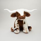 Texas Longhorn Cows