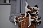 Texas Longhorn Cows