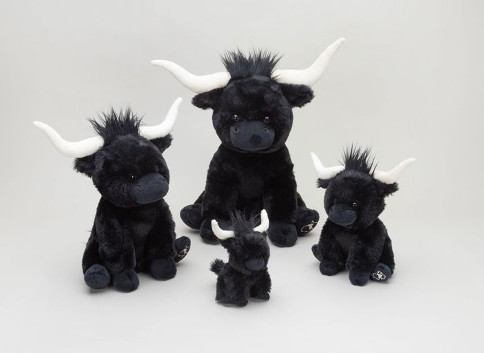 Black Longhorn Cows