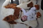 Huge Texas Longhorn Cow - Great for display & Marketing