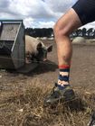 Pig Socks | Bamboo Socks | Blue Socks | Farm Socks