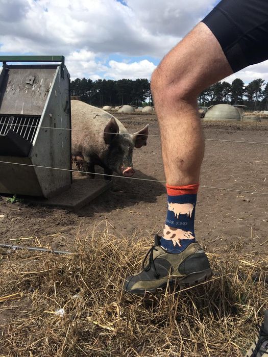 Pig Socks | Bamboo Socks | Blue Socks | Farm Socks