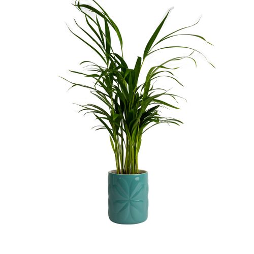 NEW Beau & Elliot Carnaby large Teal Ceramic Embossed Jar/Planter