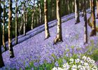 Clothylde Vergnes greeting cards range