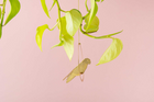 Brass Bird Decoration