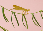 Plant Animal Damselfly