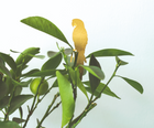 Plant Animal Parrot