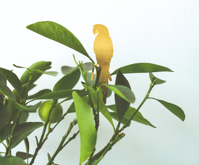 Plant Animal Parrot