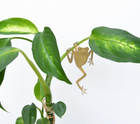 Plant Animal Tree Frog