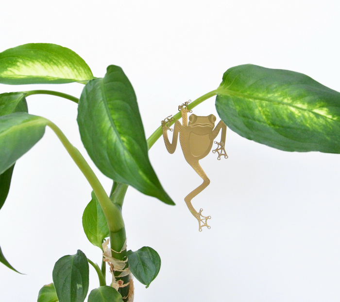 Plant Animal Tree Frog