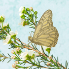 Plant Animal Butterfly