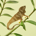 Plant Animals Large