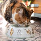 Pet Bowls