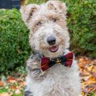 Pet Accessories & Tartan Purses