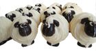Cotswold Sheep (can be rebranded)