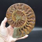 Ammonite & Ammolite