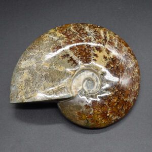 Ammonite & Ammolite