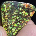Ammonite & Ammolite