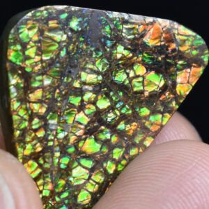 Ammonite & Ammolite