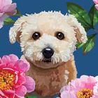 Pets - Foiled and blank