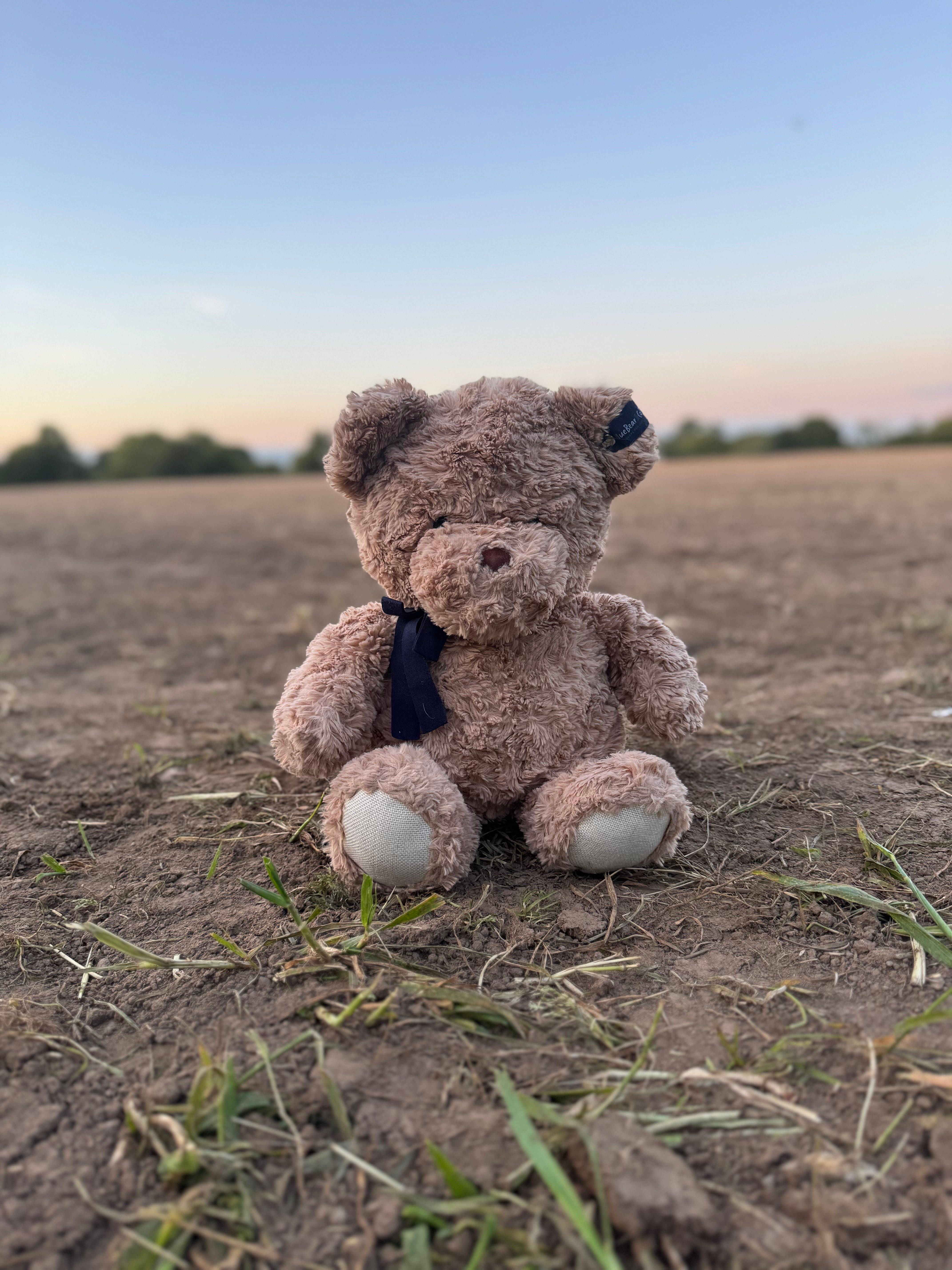 Brown Bear