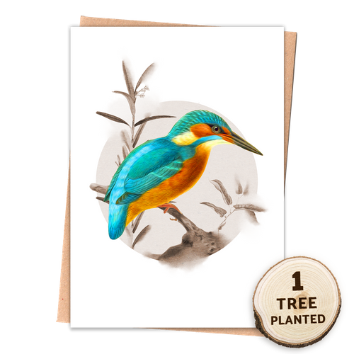 Kingfisher - Birds of Blighty