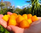 Yellow Jade cubey 45p and 10 - 20mm