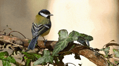 Jardinopia - Mr Bird