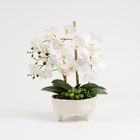 Elegant White Orchid Arrangement in Sculpted Ceramic Planter
