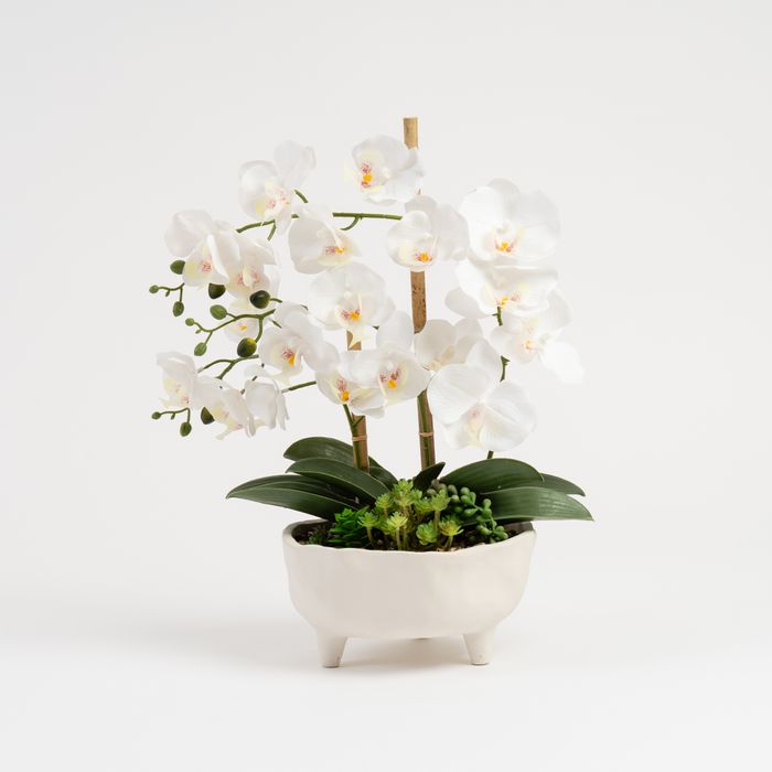 Elegant White Orchid Arrangement in Sculpted Ceramic Planter