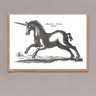 Sanders Black Unicorn
