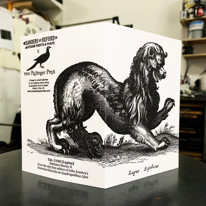 Sanders Black Lion