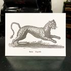 Sanders Black Leopard